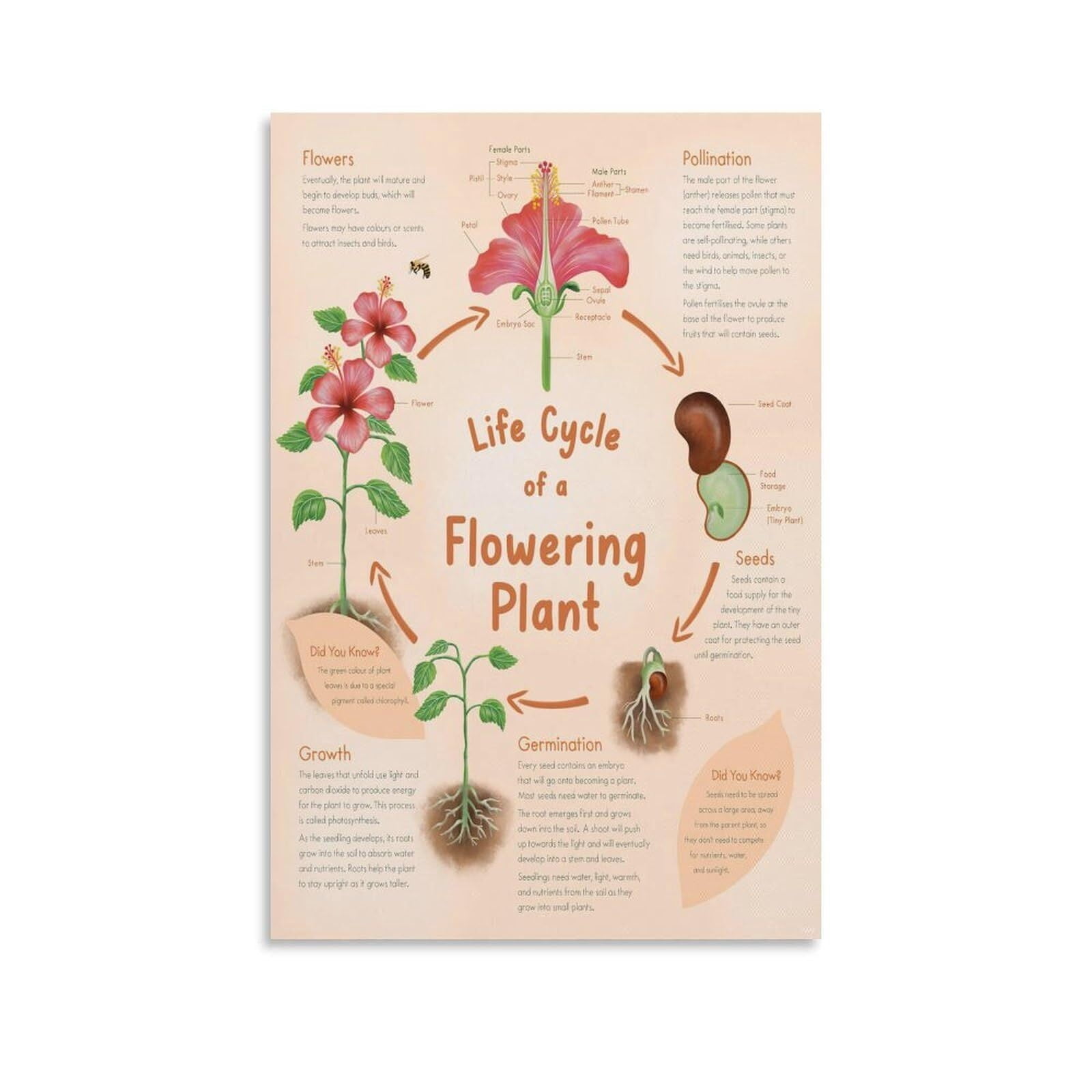 Biology Science Poster,Life Cycle of A Flowering Plant Chart Canvas for ...