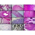 thumbnail image 1 of Biology and General Mammal Histology Microscope Slide Set – 19 Slides by Go Science Crazy, 1 of 7