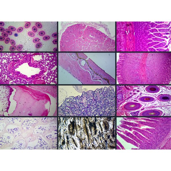 Biology and General Mammal Histology Microscope Slide Set – 19 Slides by Go Science Crazy