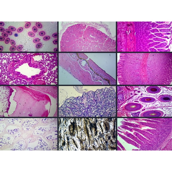 Biology and General Mammal Histology Microscope Slide Set  19 Slides by Go Science Crazy