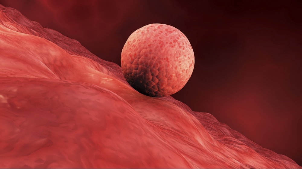Biomedical illustration of embryo implantation in humans Canvas Art - Stocktrek Images (19 x 11)