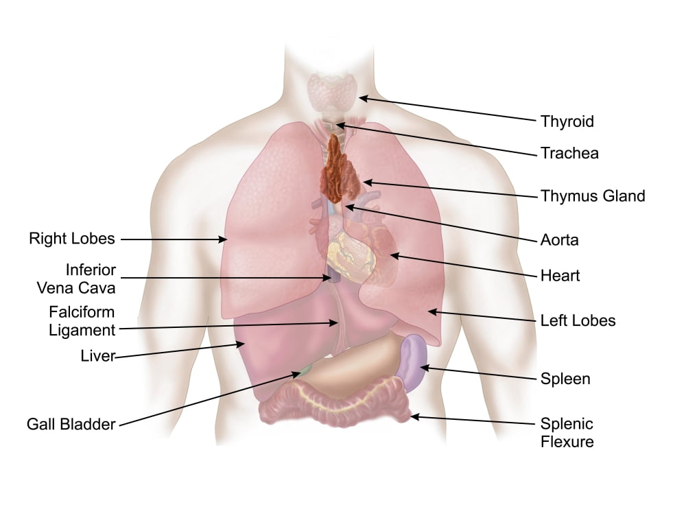 Biomedical illustration of human respiratory and digestive system Canvas Art - Stocktrek Images (32 x 25)