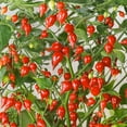 thumbnail image 1 of Biquinho Red Hot Pepper Seeds - 300 Mg Packet ~50 Seeds - Non-GMO, Heirloom - Vegetable Garden - Capsicum annuum, 1 of 7
