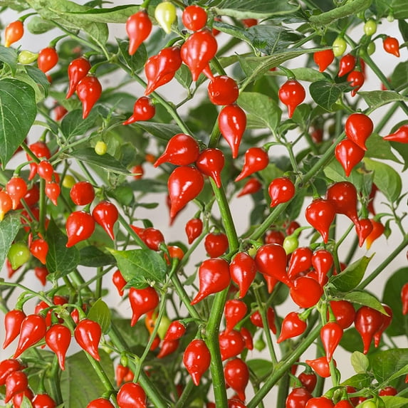 Biquinho Red Hot Pepper Seeds - 300 Mg Packet ~50 Seeds - Non-GMO, Heirloom - Vegetable Garden - Capsicum annuum