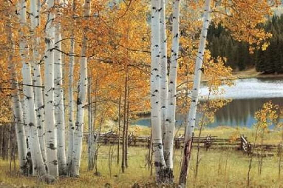 Birch Beauty Canvas Art - Mike Jones (12 x 18)