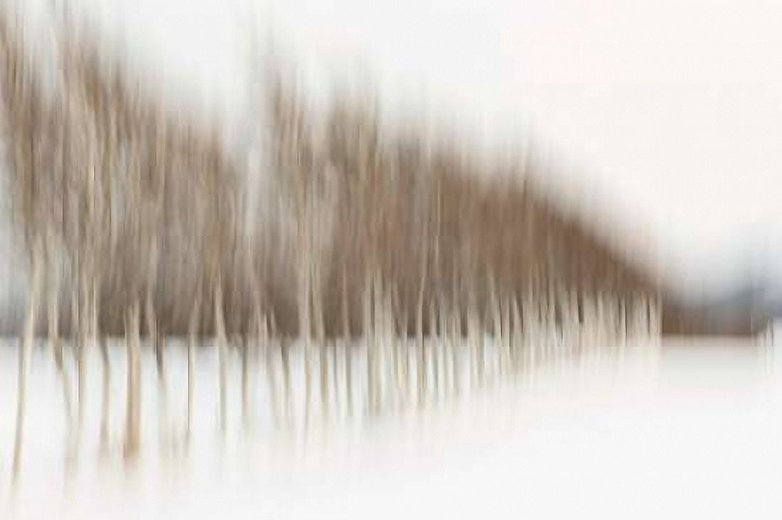 Birch Blur I Canvas Art - Larry Malvin (12 x 18)