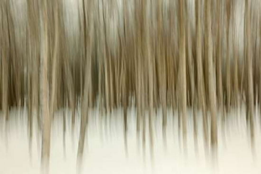Birch Blur II Canvas Art - Larry Malvin (24 x 36)