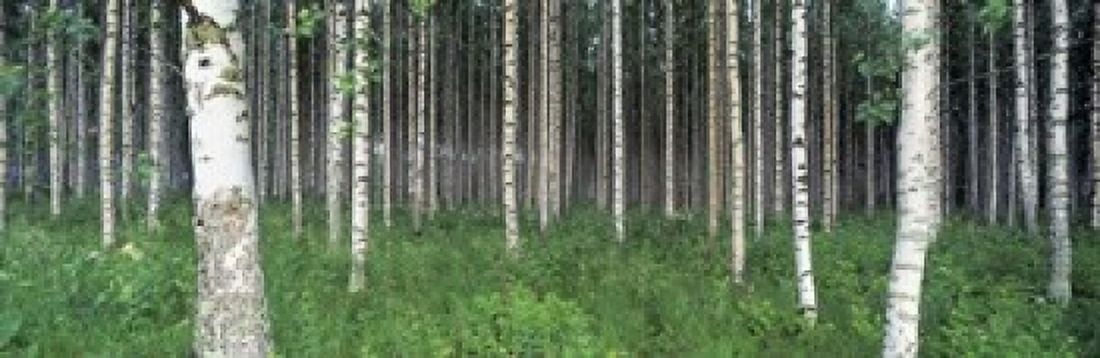 Birch Forest Punkaharju Finland Canvas Art - Panoramic Images (18 x 6)