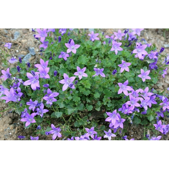 Birch Hybrid Siberian Bellflower - Campanula Birch Hybrid - Quart Pot