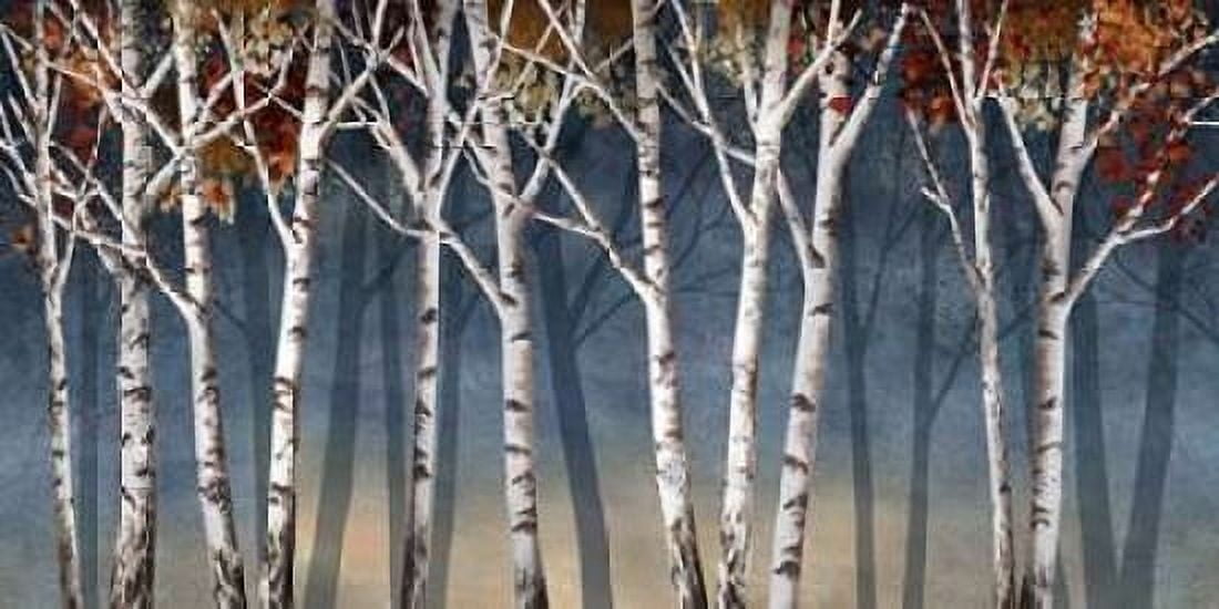Birch Shadows Canvas Art - Conrad Knutsen (24 x 48)