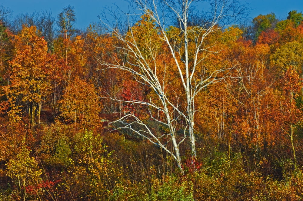 Birch Tree Surrounded By Colorful Forest Manitoulin Island Ont Canvas Art - Mike Grandmaison Design Pics (18 x 12)