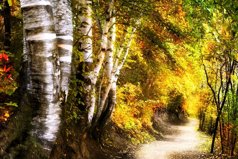 Birch Trees And Path Canvas Art - Chris and Kate Knorr Design Pics (18 x 12)
