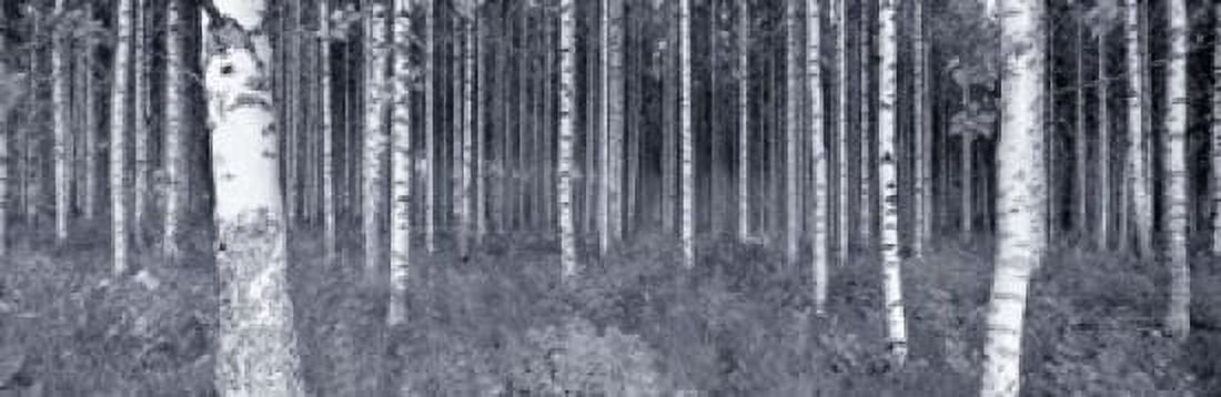 Birch Trees In A Forest Finland Canvas Art - Panoramic Images (18 x 6)