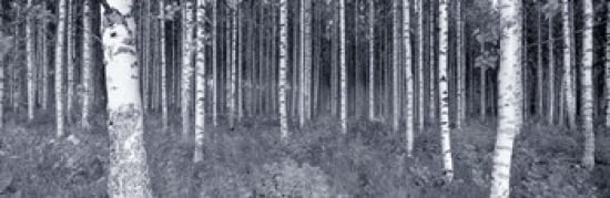 Birch Trees In A Forest Finland Canvas Art - Panoramic Images (36 x 12)