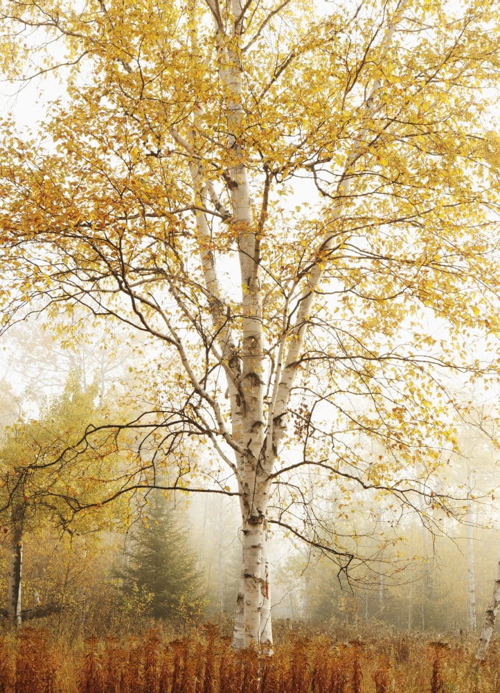Birch Trees In Autumn Thunder Bay Ontario Canada Canvas Art - Susan Dykstra Design Pics (26 x 36)