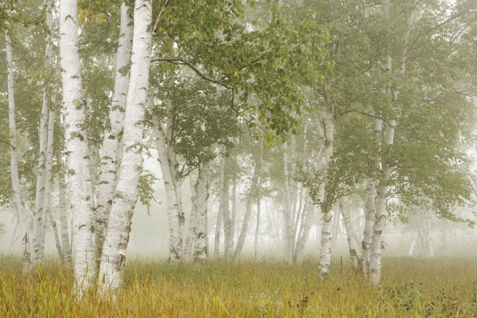 Birch Trees In The Fog Thunder Bay Ontario Canada Canvas Art - Susan Dykstra Design Pics (19 x 12)
