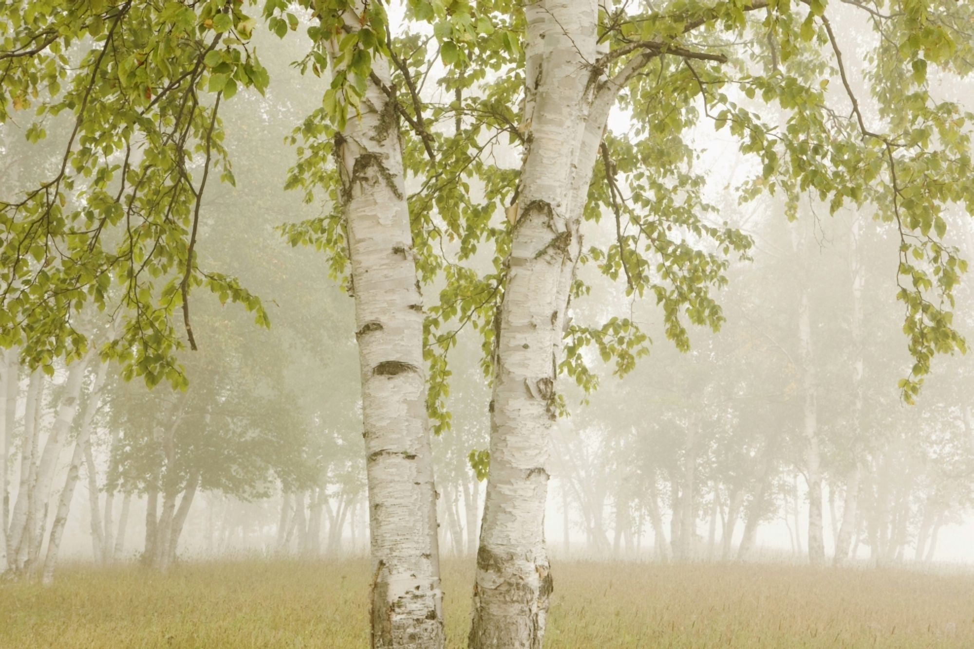 Birch Trees In The Fog Thunder Bay Ontario Canada Canvas Art - Susan Dykstra Design Pics (19 x 12)