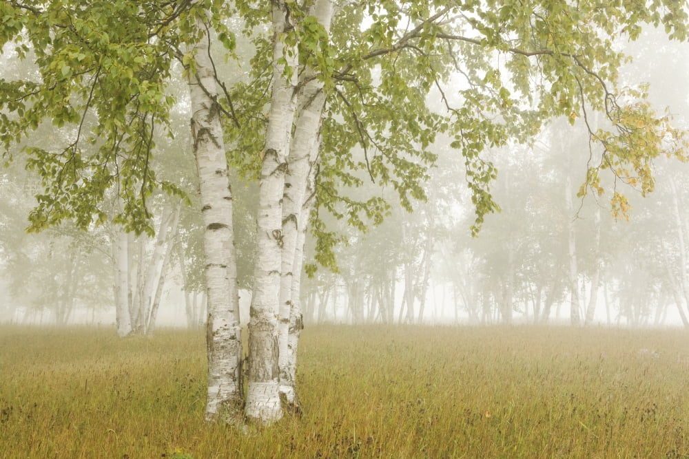 Birch Trees In The Fog Thunder Bay Ontario Canada Canvas Art - Susan Dykstra Design Pics (19 x 13)