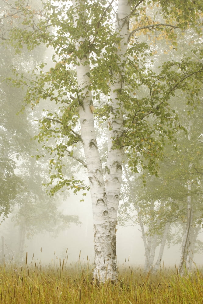 Birch Trees In The Fog Thunder Bay Ontario Canada Canvas Art - Susan Dykstra Design Pics (26 x 38)