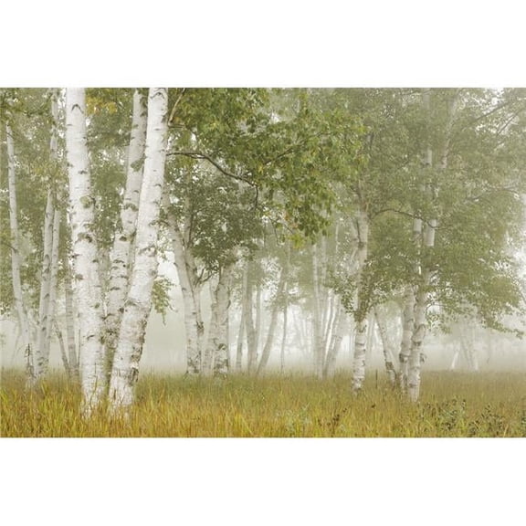 Birch Trees In The Fog - Thunder Bay - Ontario - Canada Poster Print - 38 x 24 - Large