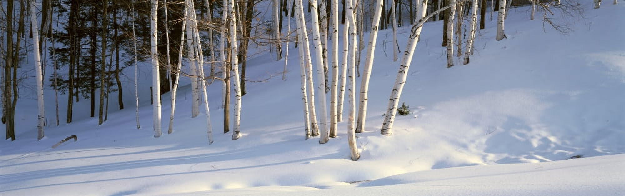 Birch Trees In The Snow South of Woodstock Vermont Canvas Art - Panoramic Images (27 x 9)