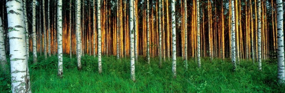 Birch Trees Saimma Lakelands Finland Canvas Art - Panoramic Images (36 x 12)
