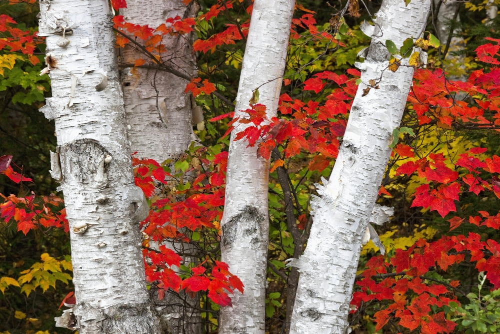 Birch Trees Surrounded By Red Maple Leaves In Algonquin Park Ontario Canada Canvas Art - Robert Postma Design Pics (18 x 12)