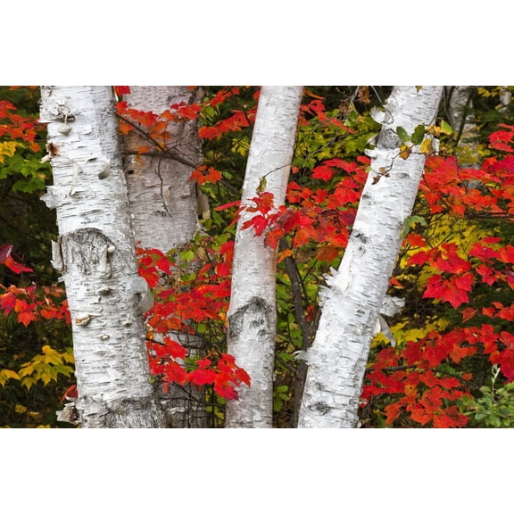 Birch Trees Surrounded By Red Maple Leaves In Algonquin Park Ontario Canada Canvas Art - Robert Postma Design Pics (18 x 12)