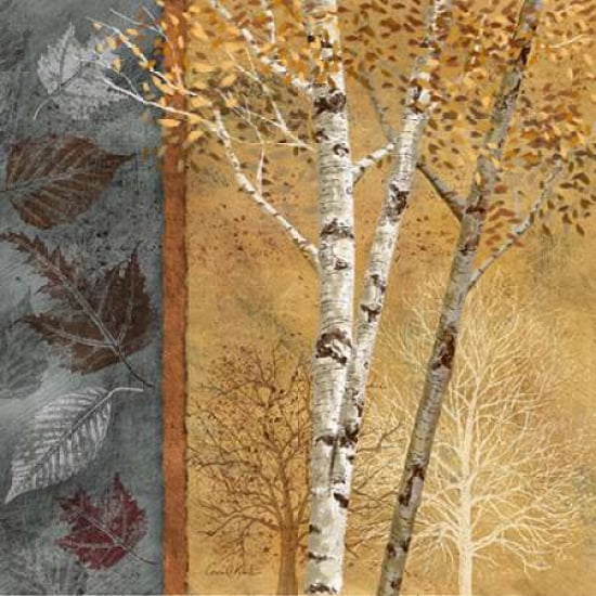 Birch Trees in Autumn I Canvas Art - Conrad Knutsen (24 x 24)