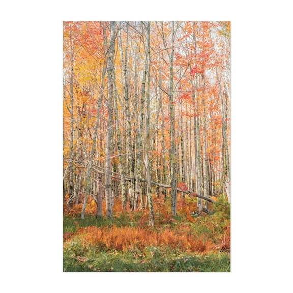 Birch Trees in Fall - Maine Photography Autumn Forest Woodland Nature Scenic Woods Landscape Unframed Wall Art Print 16 x 24 inches