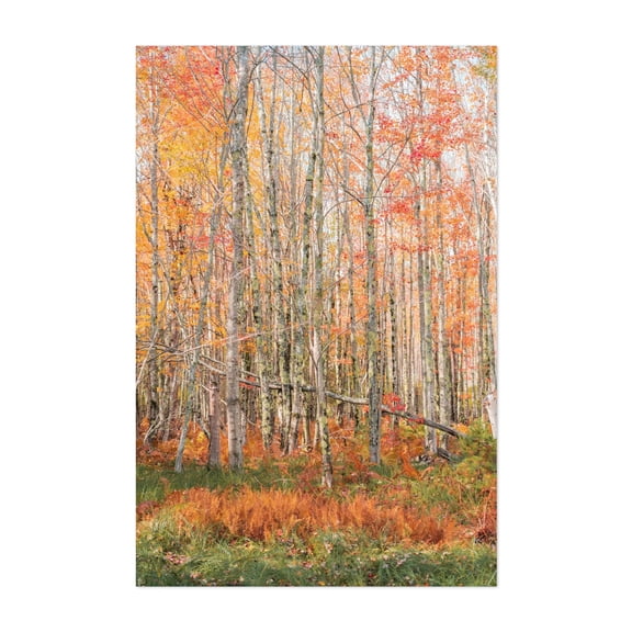 Birch Trees in Fall - Maine Photography Autumn Forest Woodland Nature Scenic Woods Landscape Unframed Wall Art Print 5 x 7 inches
