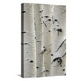 thumbnail image 1 of Art.com Birch Trees in a Row Close-Up of Trunks Stretched Canvas Print Wall Art by sirtravelalot, 12" x 18", 1 of 4