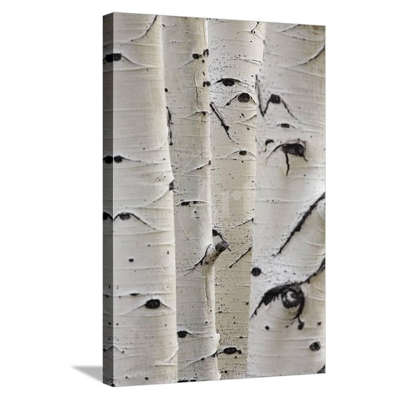 Birch Trees in a Row CloseUp of Trunks, Botanical Stretched Canvas Wall Art by sirtravelalot Sold by Art.Com