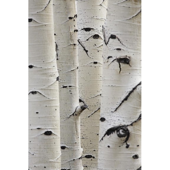 Birch Trees in a Row CloseUp of Trunks, Botanical Unframed Photographic Print Wall Art by sirtravelalot Sold by ArtCom