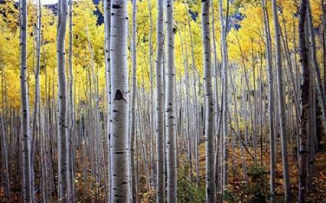 Birch Woods Canvas Art - PhotoINC Studio (24 x 36)