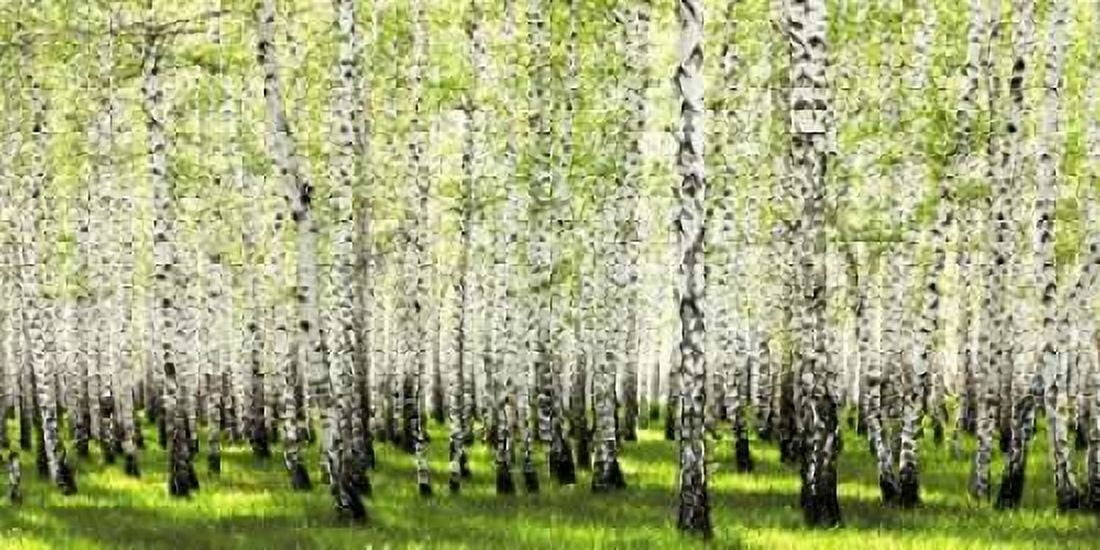 Birch forest in spring Canvas Art - Anonymous (10 x 20)