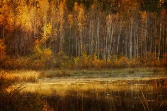 Birch in Autumn Canvas Art - Roberta Murray (24 x 36)