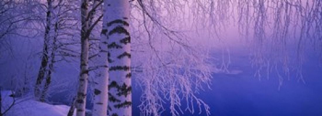 Birch tree at a riverside Vuoksi River Imatra Finland Canvas Art - Panoramic Images (18 x 7)
