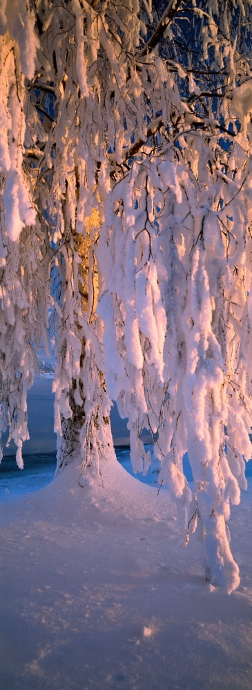 Birch tree covered with snow Imatra South Karelia Finland Canvas Art - Panoramic Images (27 x 9)