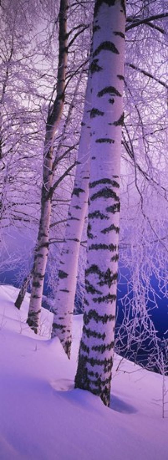 Birch trees at the frozen riverside Vuoksi River Imatra Finland Canvas Art - Panoramic Images (36 x 13)