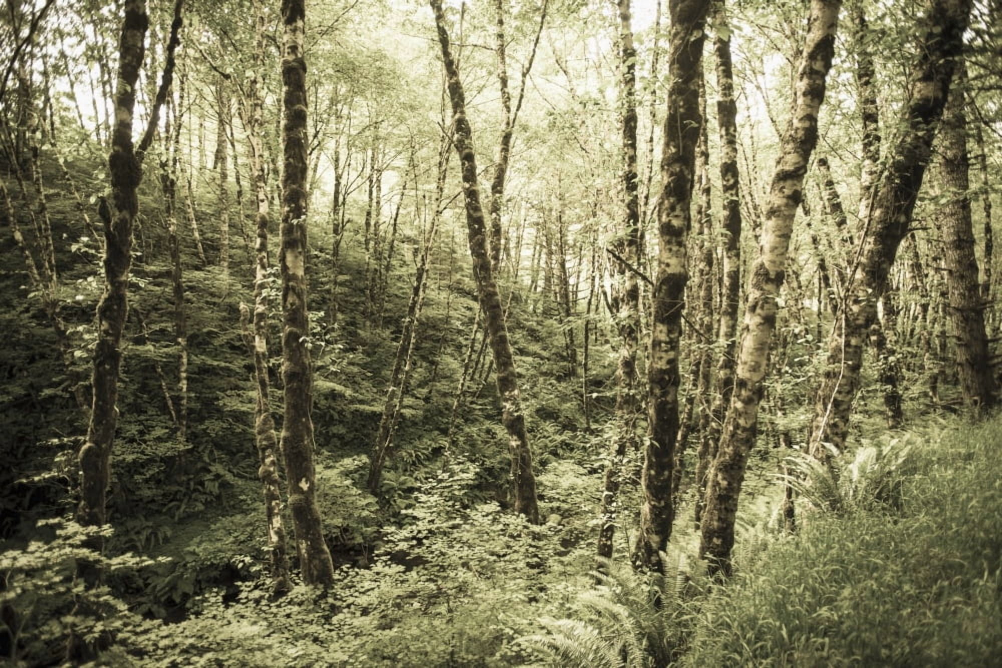 Birch trees covered in moss Portland Oregon United States of America Canvas Art - Remsberg Inc Design Pics (19 x 12)