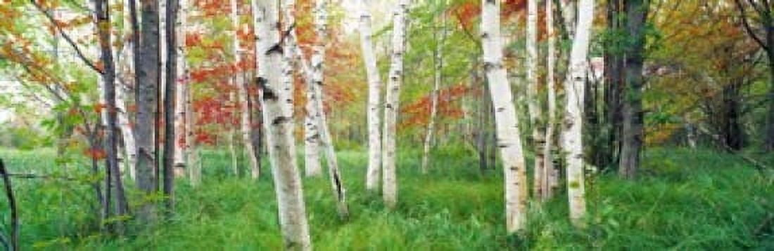 Birch trees in a forest Acadia National Park Hancock County Maine USA Canvas Art - Panoramic Images (18 x 6)