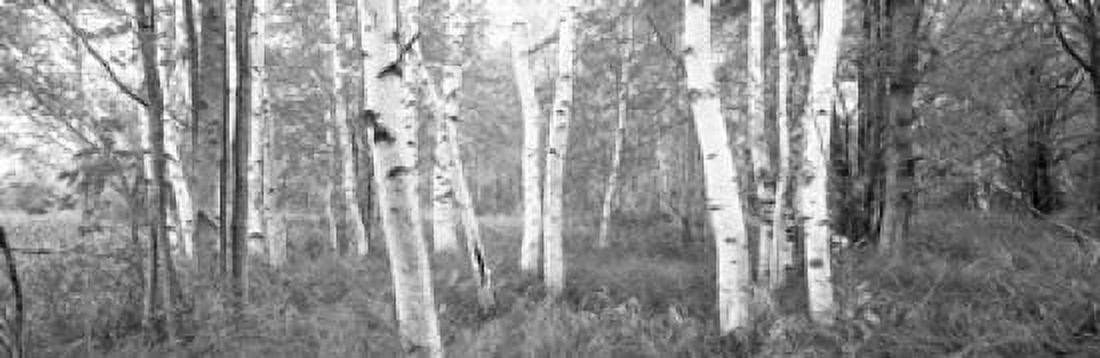 Birch trees in a forest Acadia National Park Hancock County Maine USA Canvas Art - Panoramic Images (18 x 6)