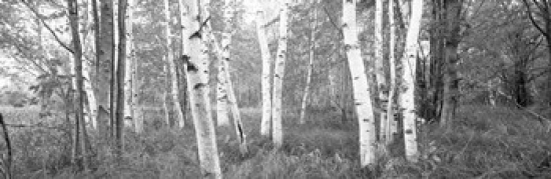 Birch trees in a forest Acadia National Park Hancock County Maine USA Canvas Art - Panoramic Images (36 x 12)