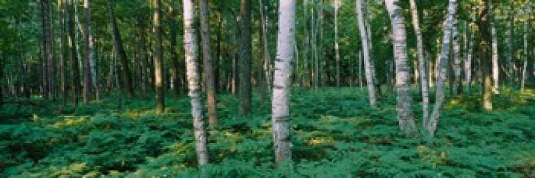 Birch trees in a forest Canvas Art - Panoramic Images (18 x 6)