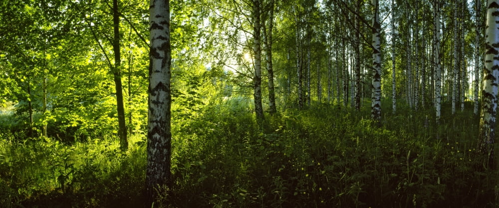 Birch trees in a forest Lappeenranta South Karelia Southern Finland Finland Canvas Art - Panoramic Images (36 x 12)