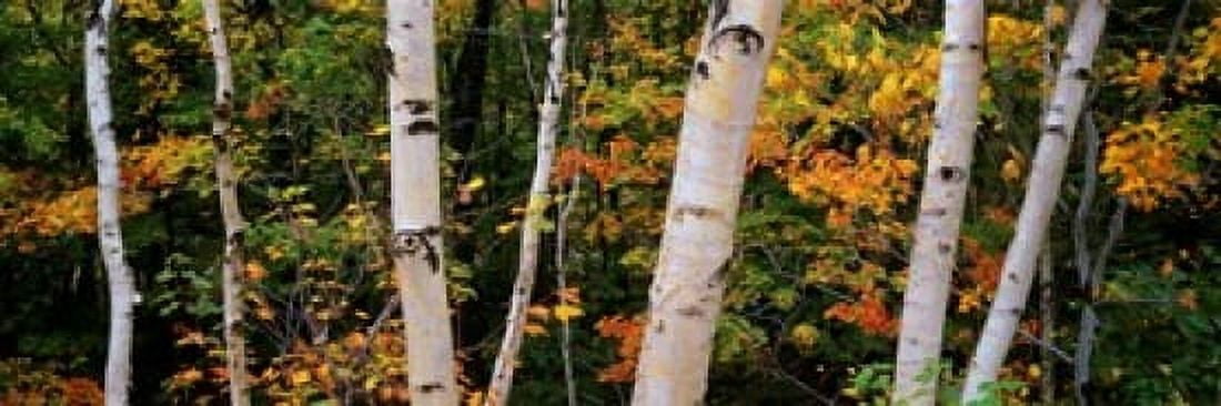 Birch trees in a forest New Hampshire USA Canvas Art - Panoramic Images (18 x 6)