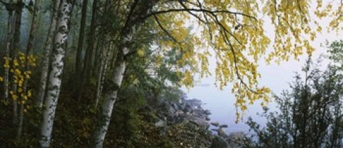 Birch trees in a forest Puumala Finland Canvas Art - Panoramic Images (15 x 6)