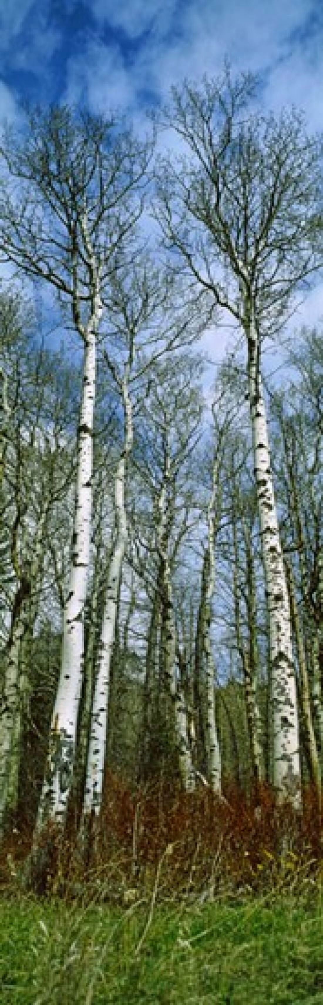 Birch trees in a forest US Glacier National Park Montana USA Canvas Art - Panoramic Images (36 x 12)