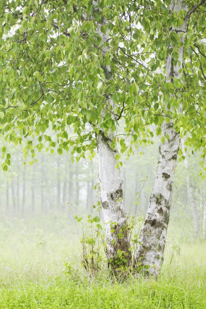 Birch trees in fogThunder bay ontario canada Canvas Art - Susan Dykstra Design Pics (24 x 38)